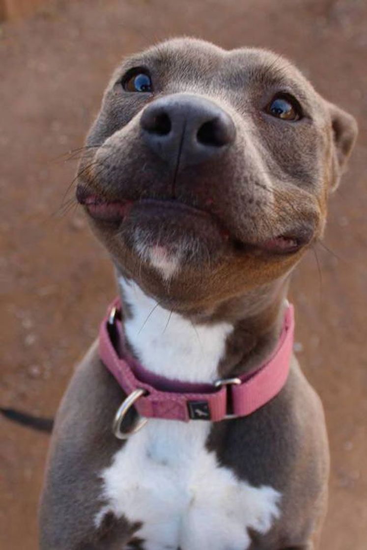 Fashion Cão sorridente