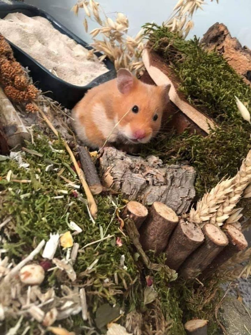 Social Viveiro para hamster sirio 
