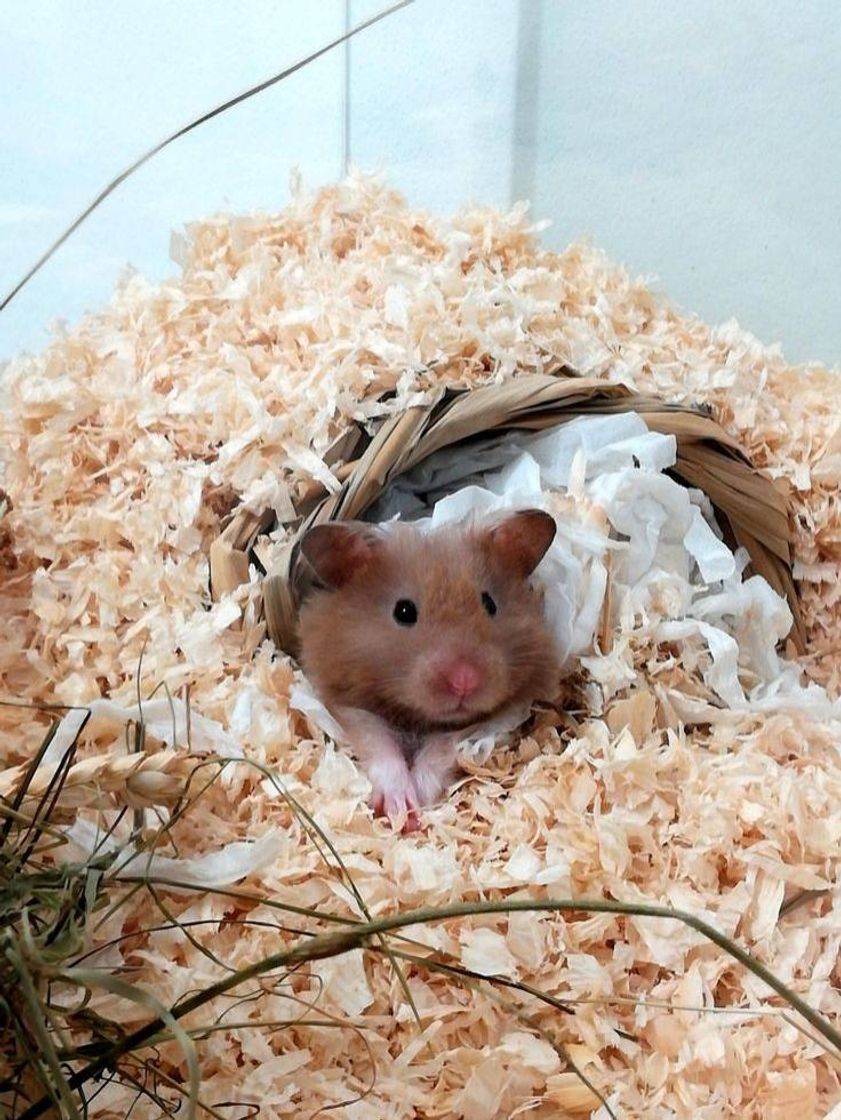 Social Um hamster fofo 