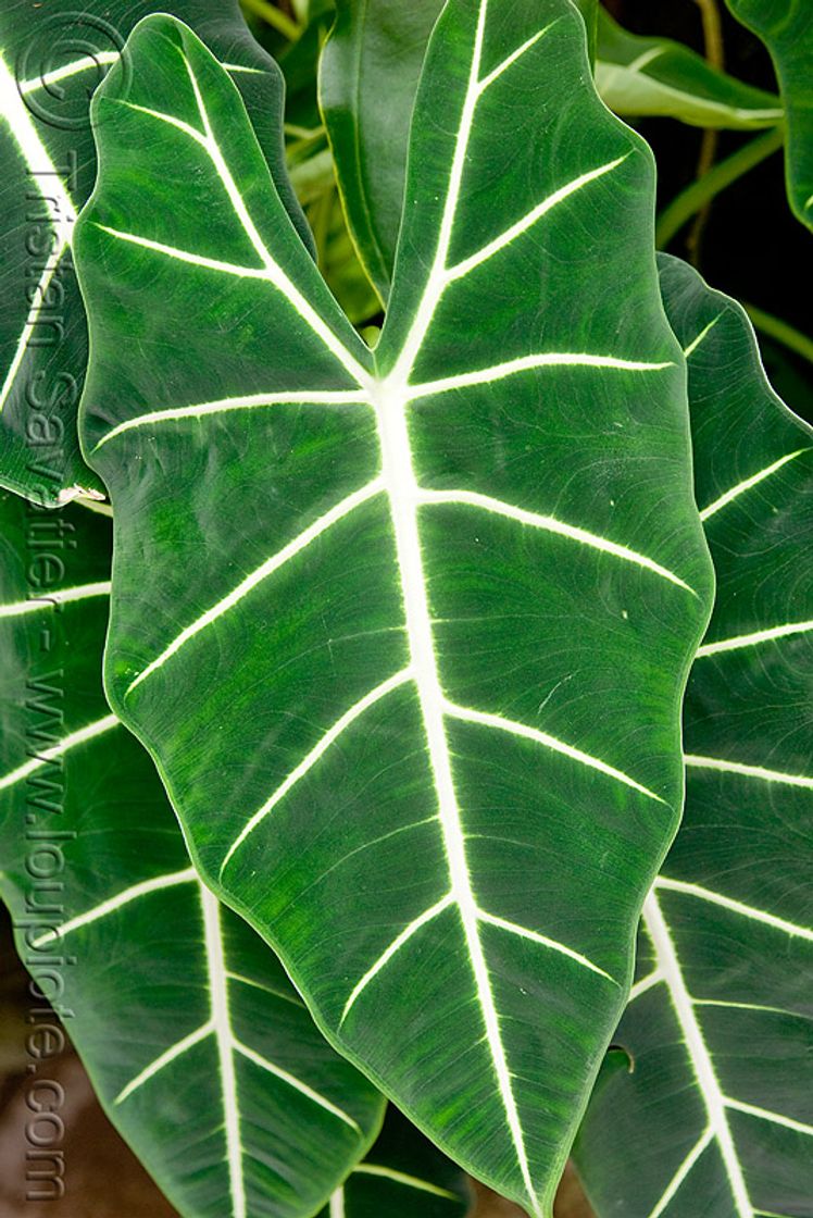 Moda Alocasia micholitziana - Wikipedia