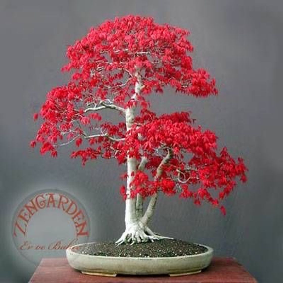 Fashion Bonsai