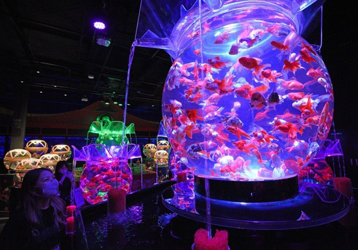 Lugar ART AQUARIUM MUSEUM