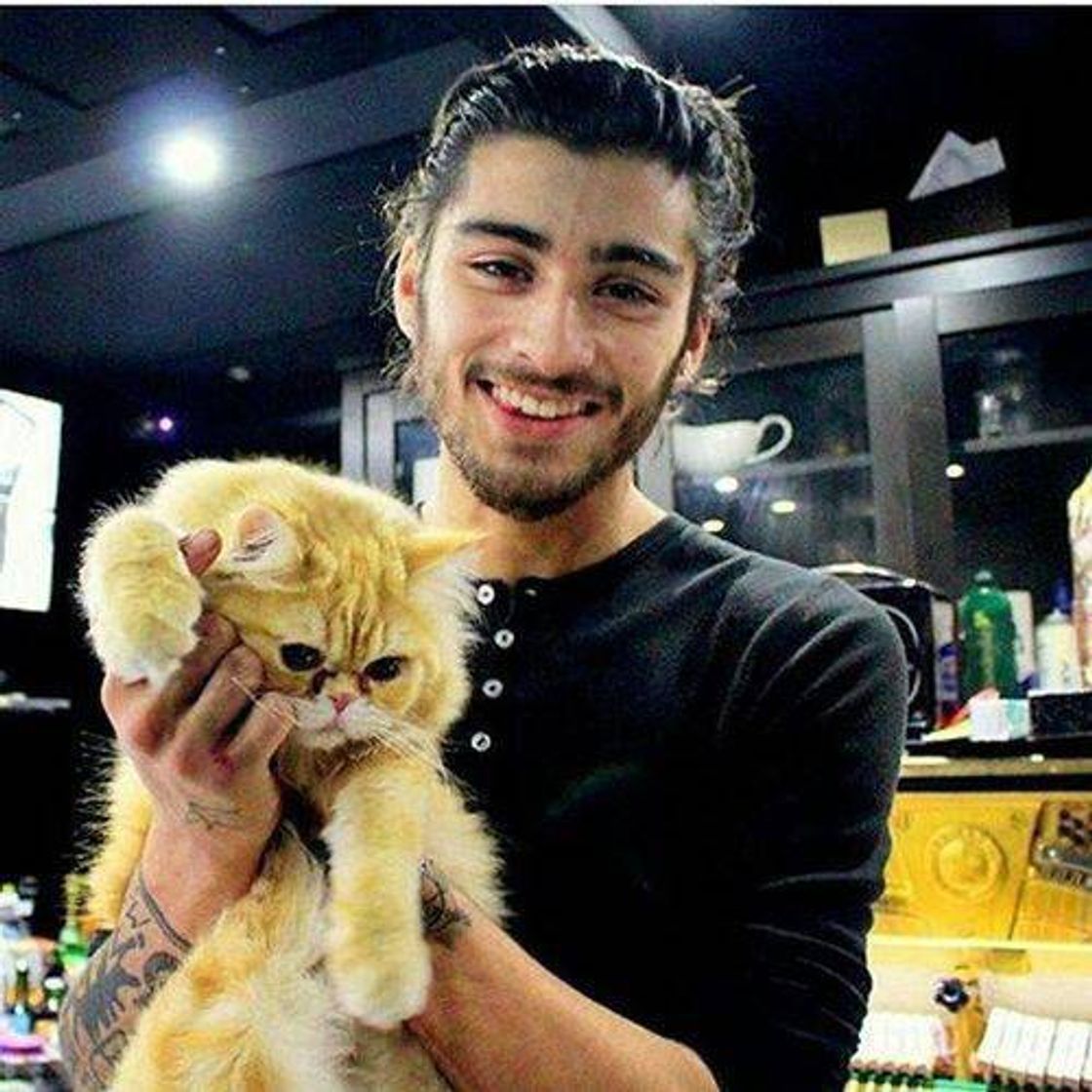 Moda zayn com um gatinho 