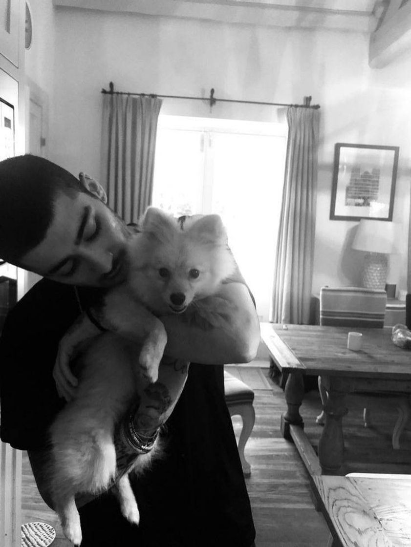 Moda Zayn e um doguinho