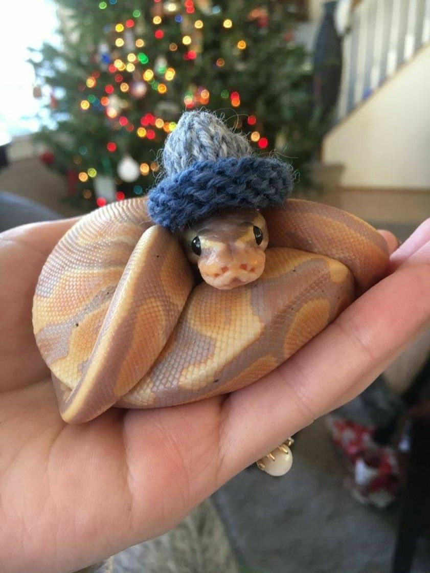 Fashion Snake