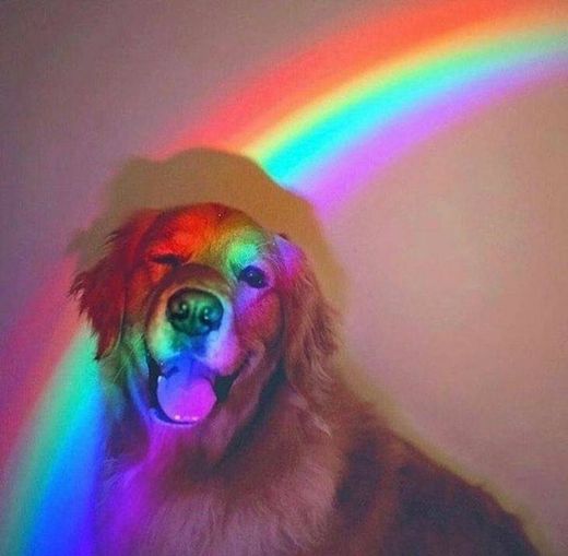 Dog sorridente com arco-íris