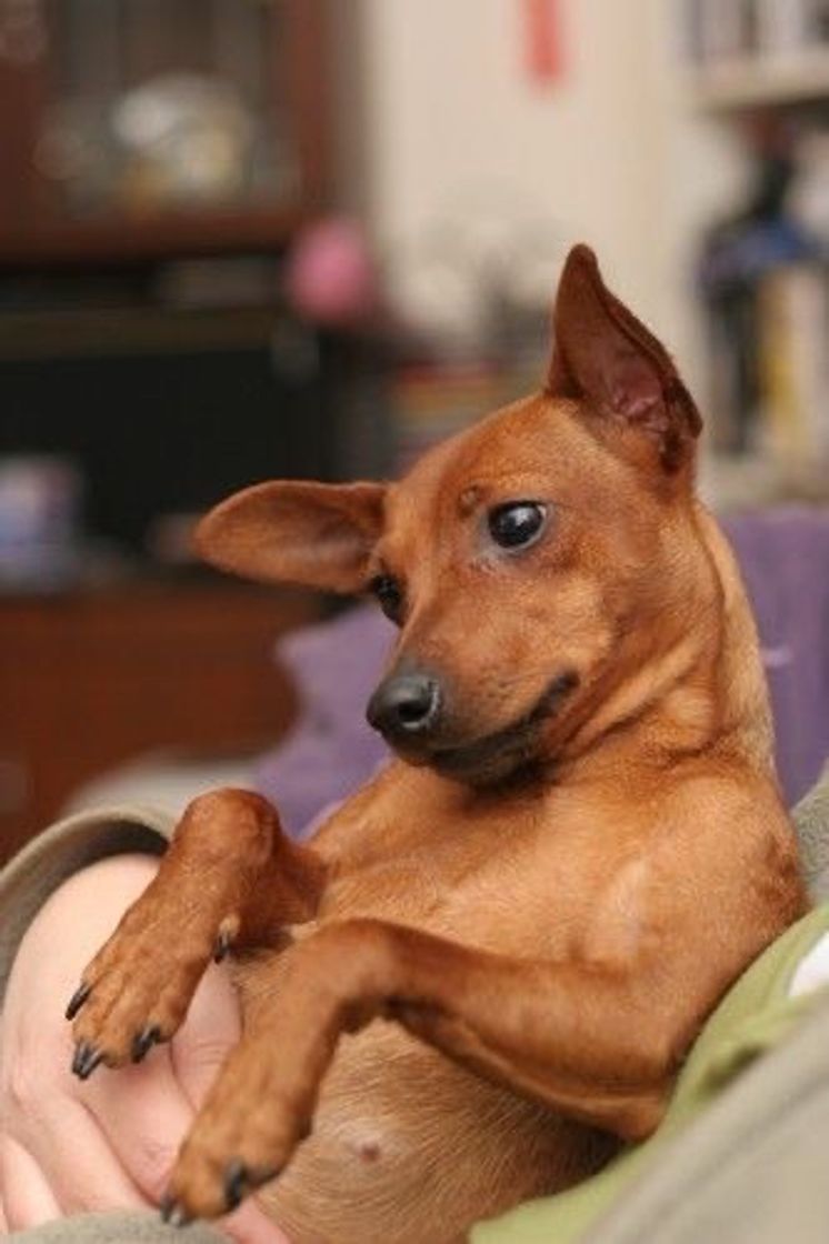 Moda Pinscher Nano