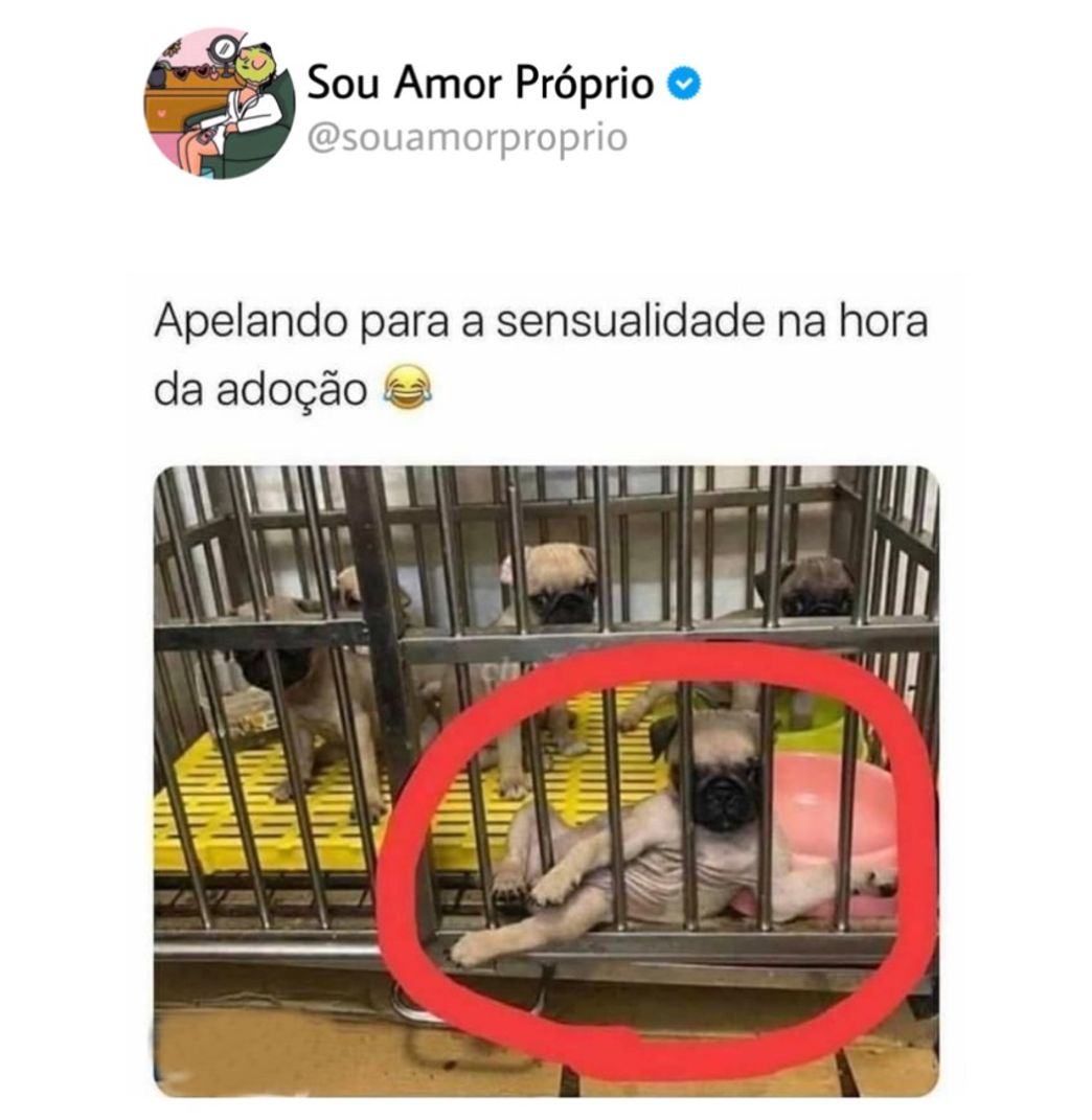 Social Memes @souamorproprio
