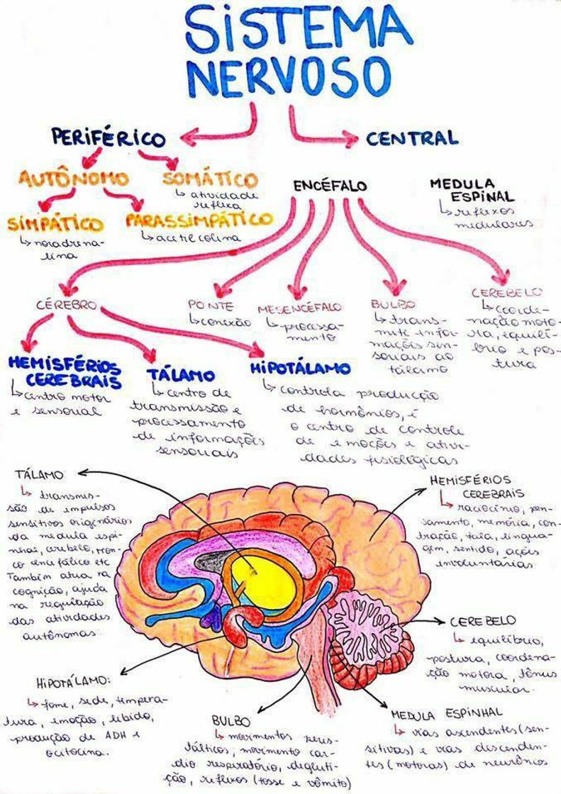 Fashion Mapa mental 