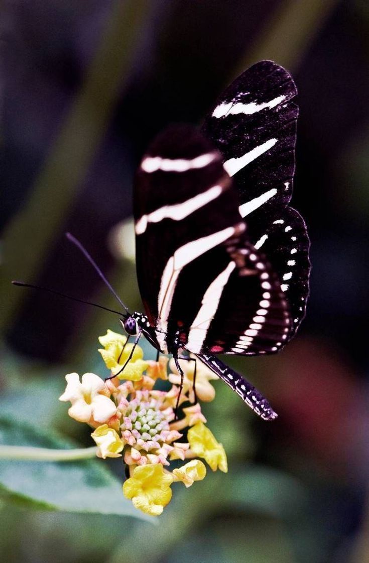 Moda Borboleta zebra