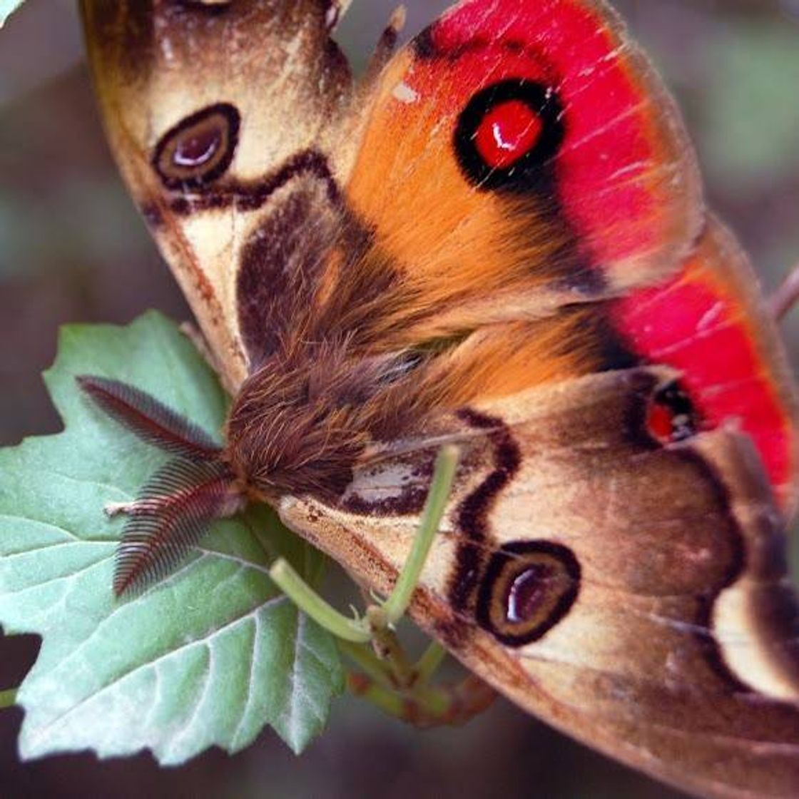 Fashion Mariposa de 4 olhos 