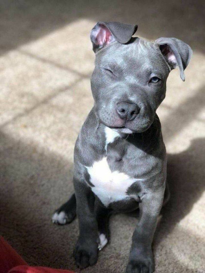 Pitbull 