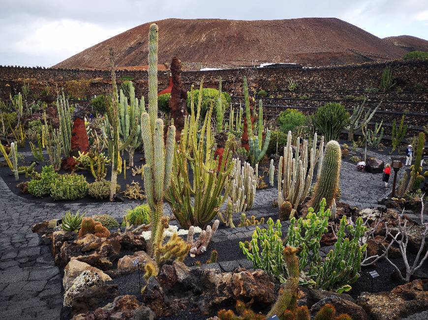 Place Jardín de Cactus de Lanzarote