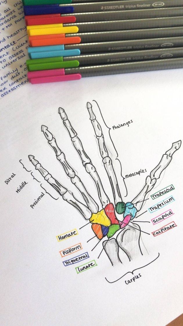 Moda ANATOMIA | BIOLOGIA