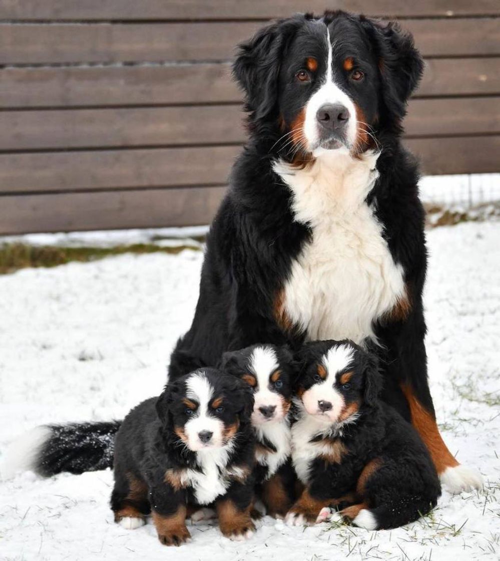 Moda É essa família linda❤❤