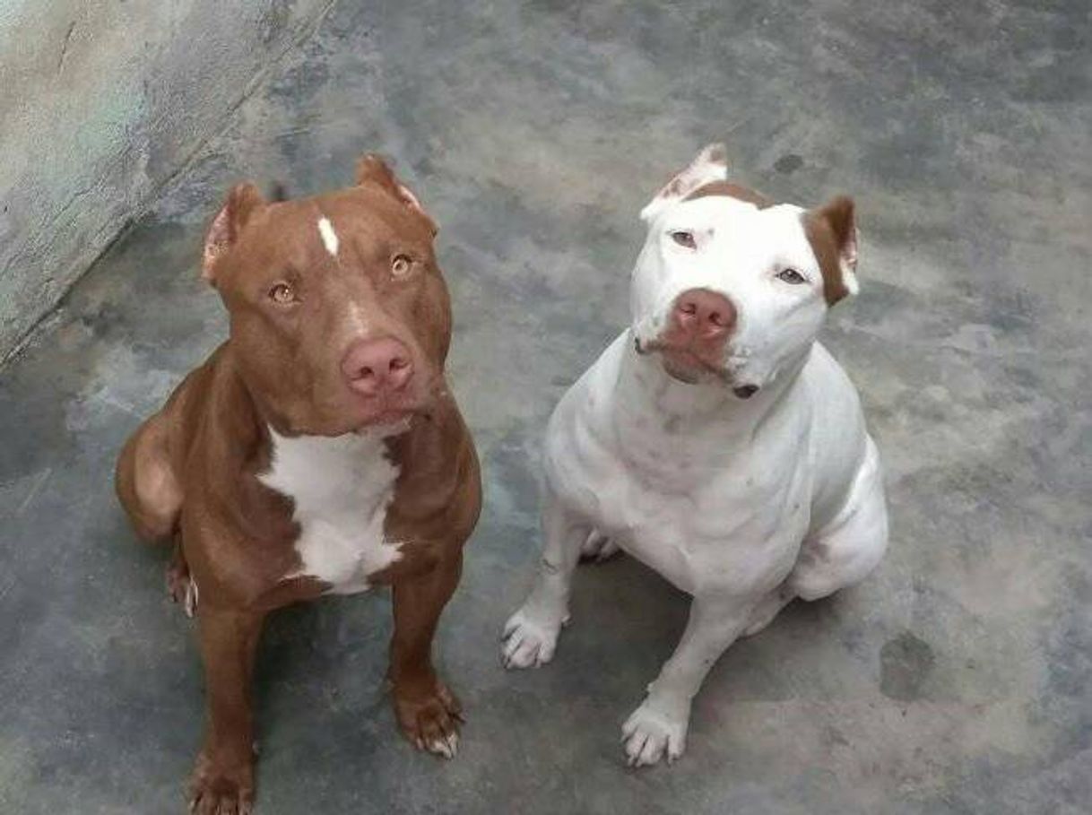 Moda Pit bull