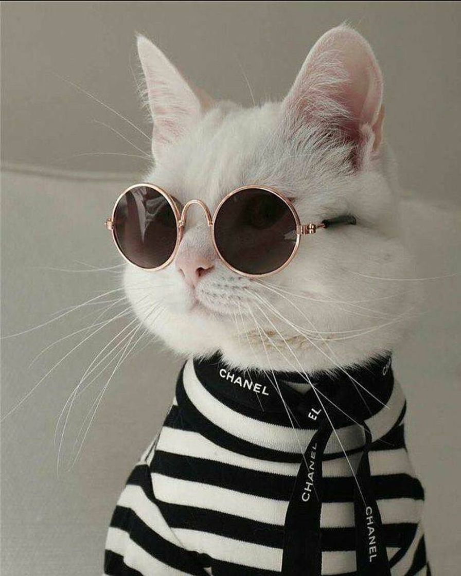 Fashion 🐱