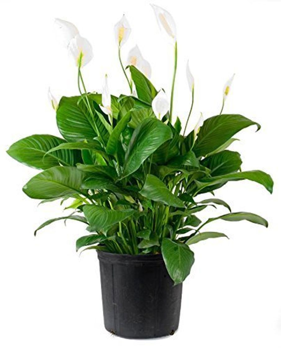 Producto Pinkdose Spathiphyllum Peace Lily 100 Seeds