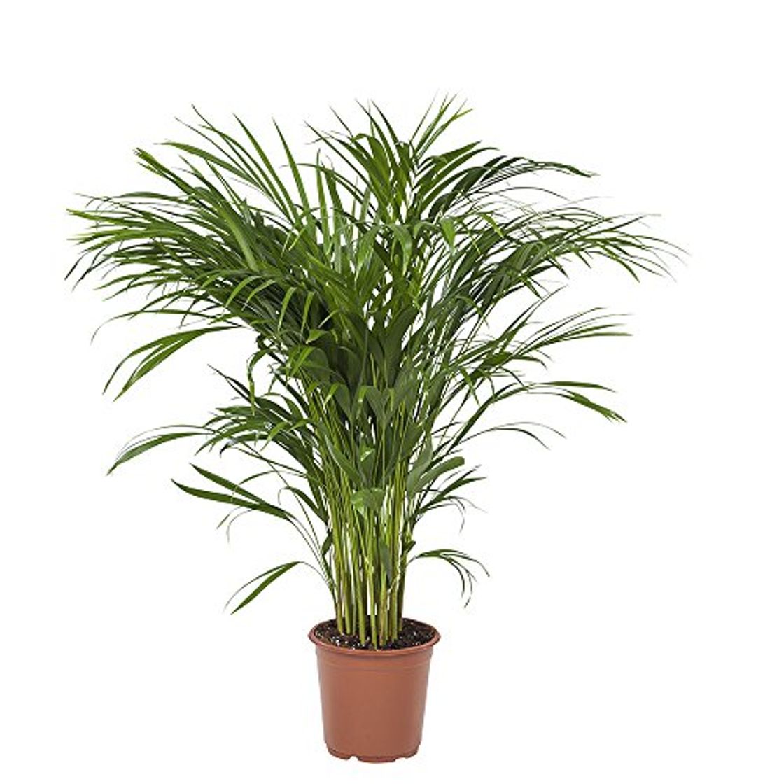 Producto Planta de interior de Botanicly – Palma Areca – Altura