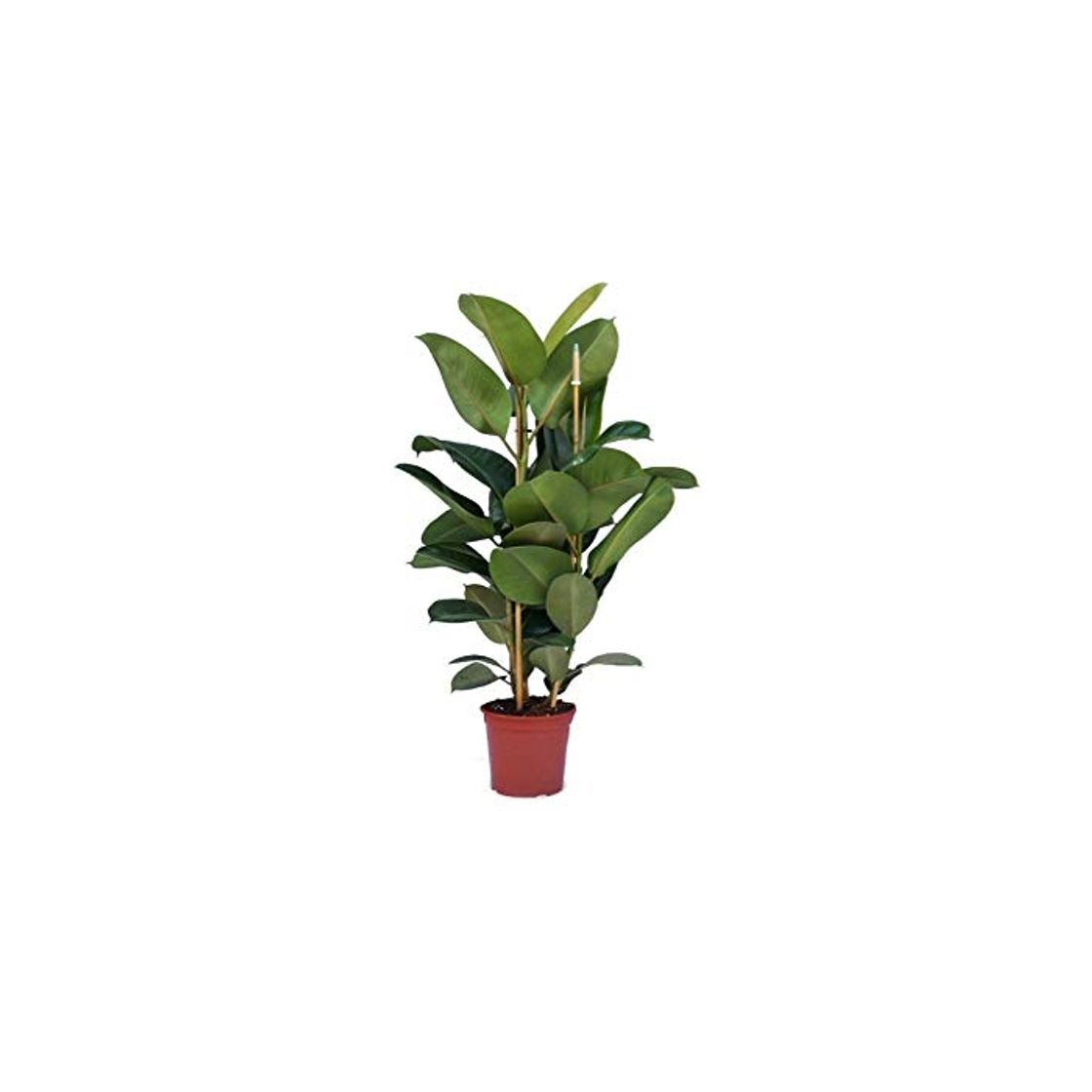 Producto Verdecora - Ficus Robusta Maceta 4 Litros - Altura Aprox