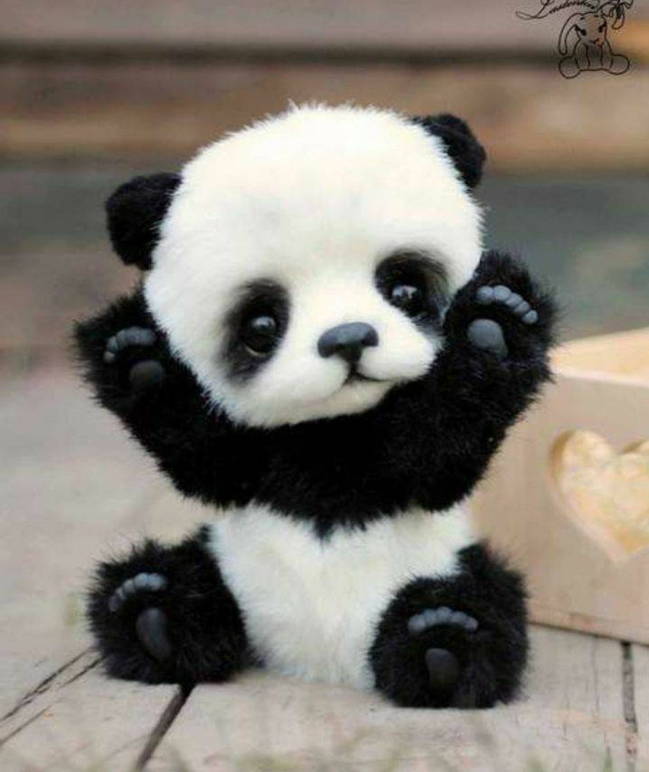 Social Panda fofo