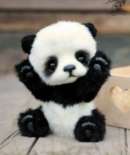 Panda fofo