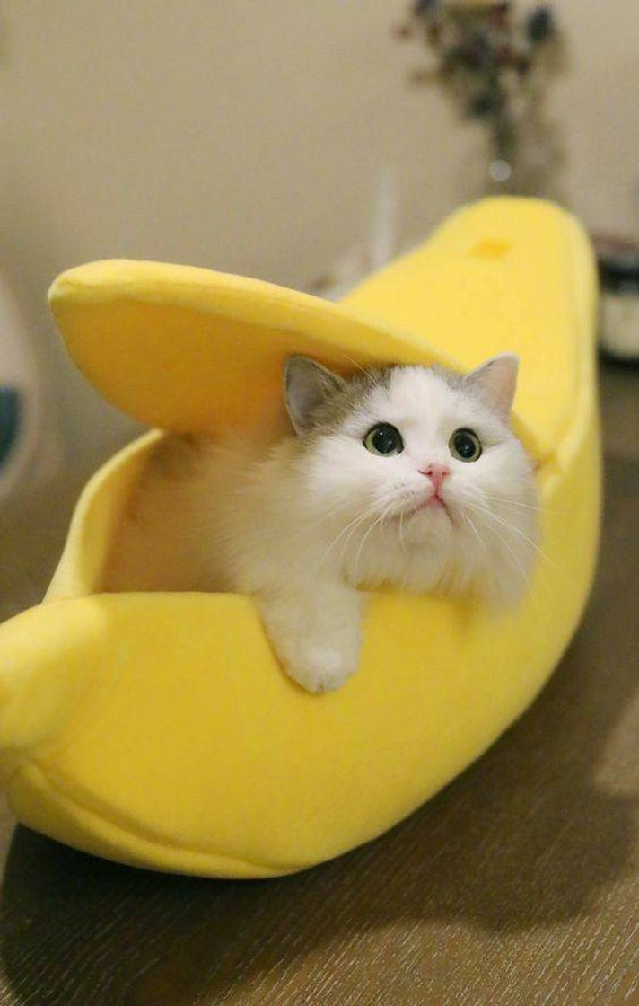Fashion 𝙱🍌𝙰🍌𝙽🍌𝙰🍌𝙽🍌𝙰