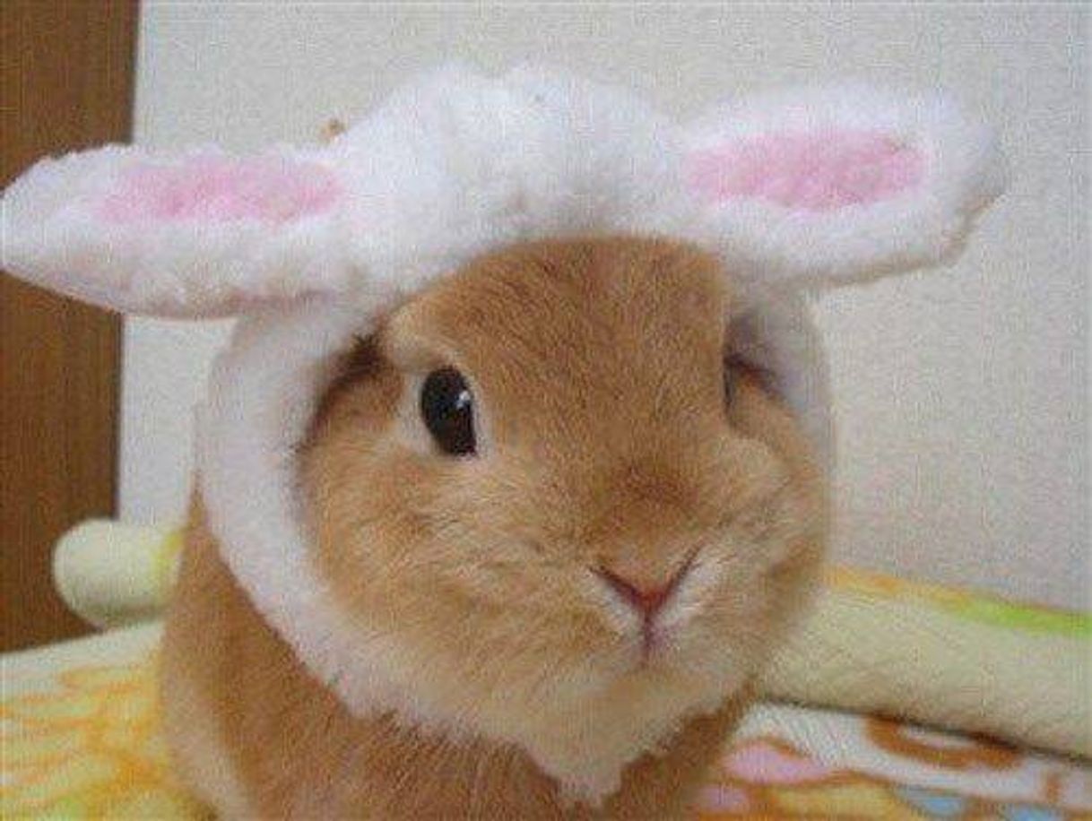 Moda Bunny