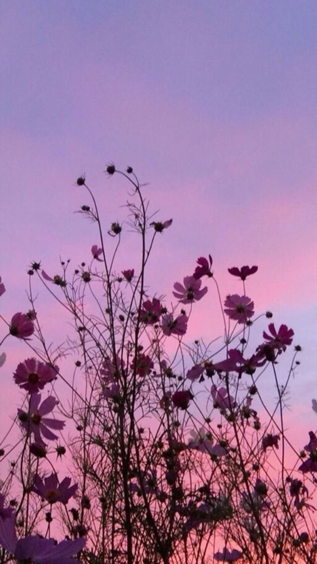 Social Flowers and sky