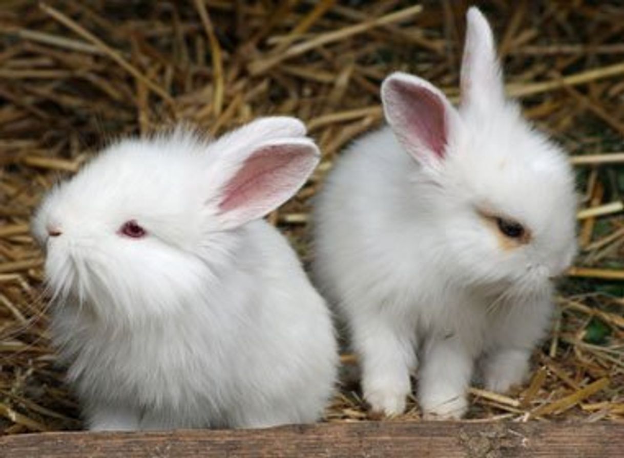 Fashion Quem tem Coelho como animalzinho de estimação ?