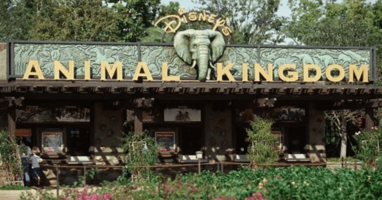 Lugar Animal Kingdom