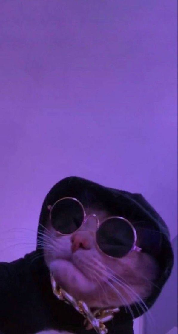 Fashion Catzinho