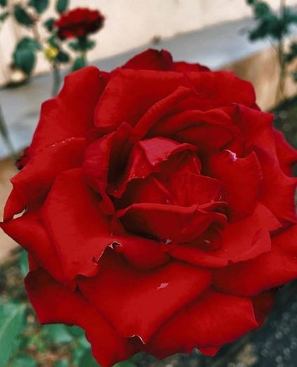 Beleza de uma Rosa