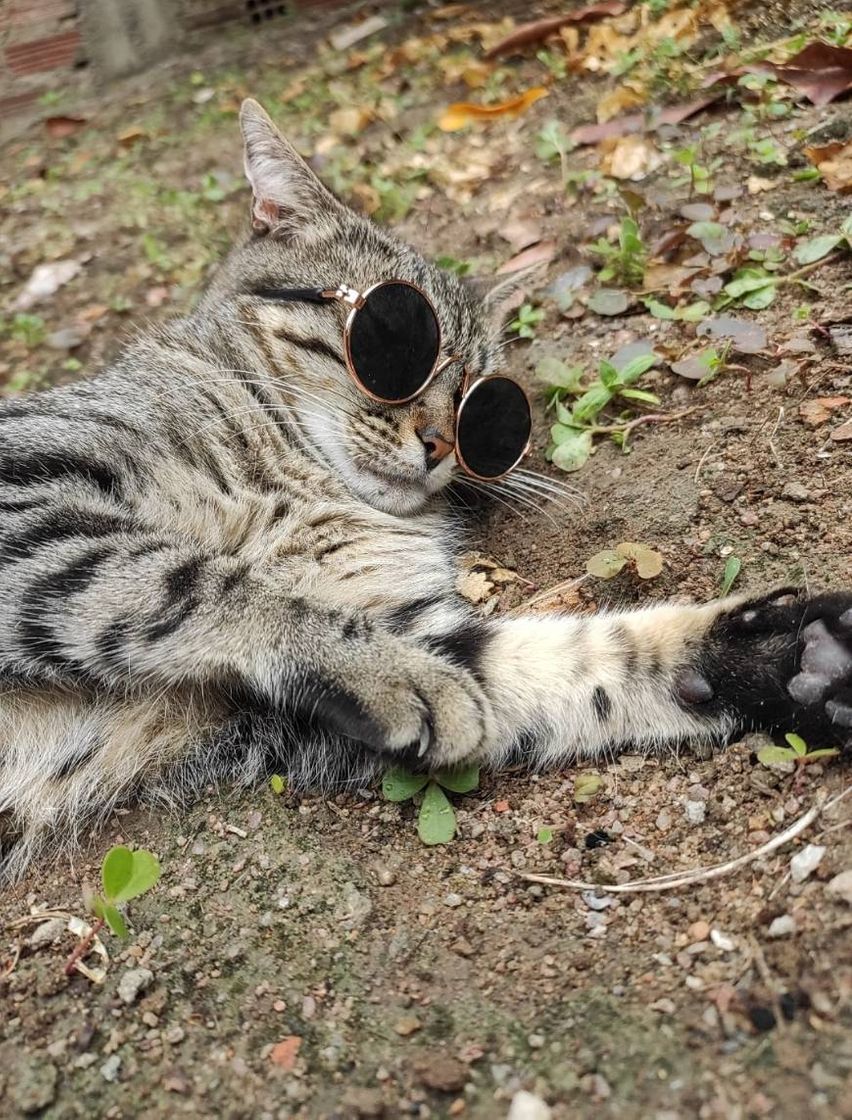 Social Nami 🐈❤️