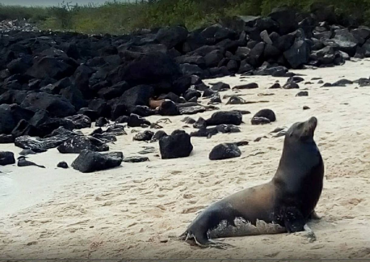 Place Galapagos