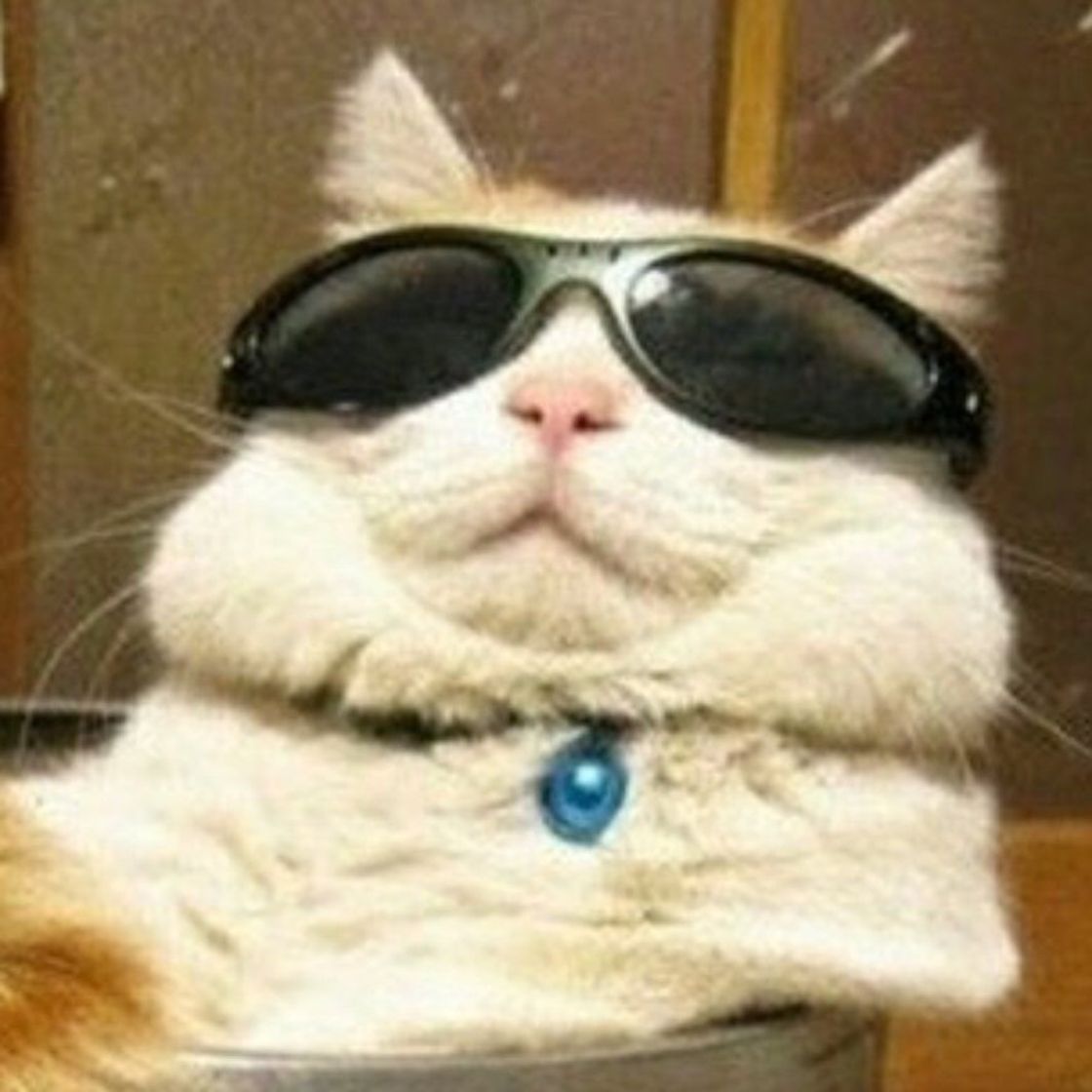 Fashion Gato de óculos 🕶 