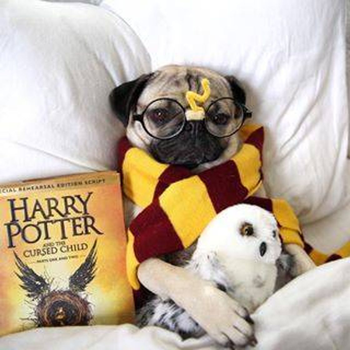 Moda Pug Potter ⚡