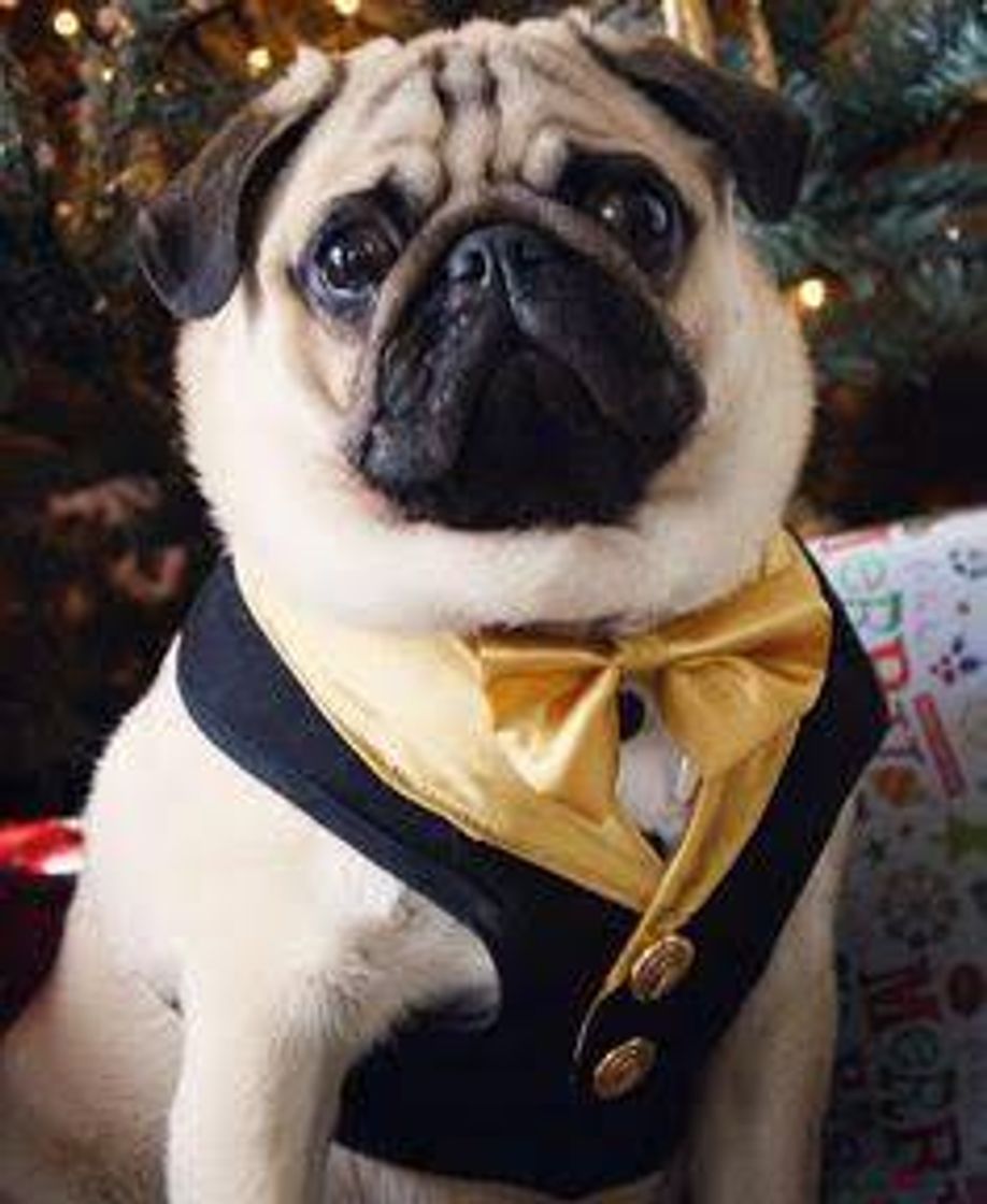 Fashion Pug