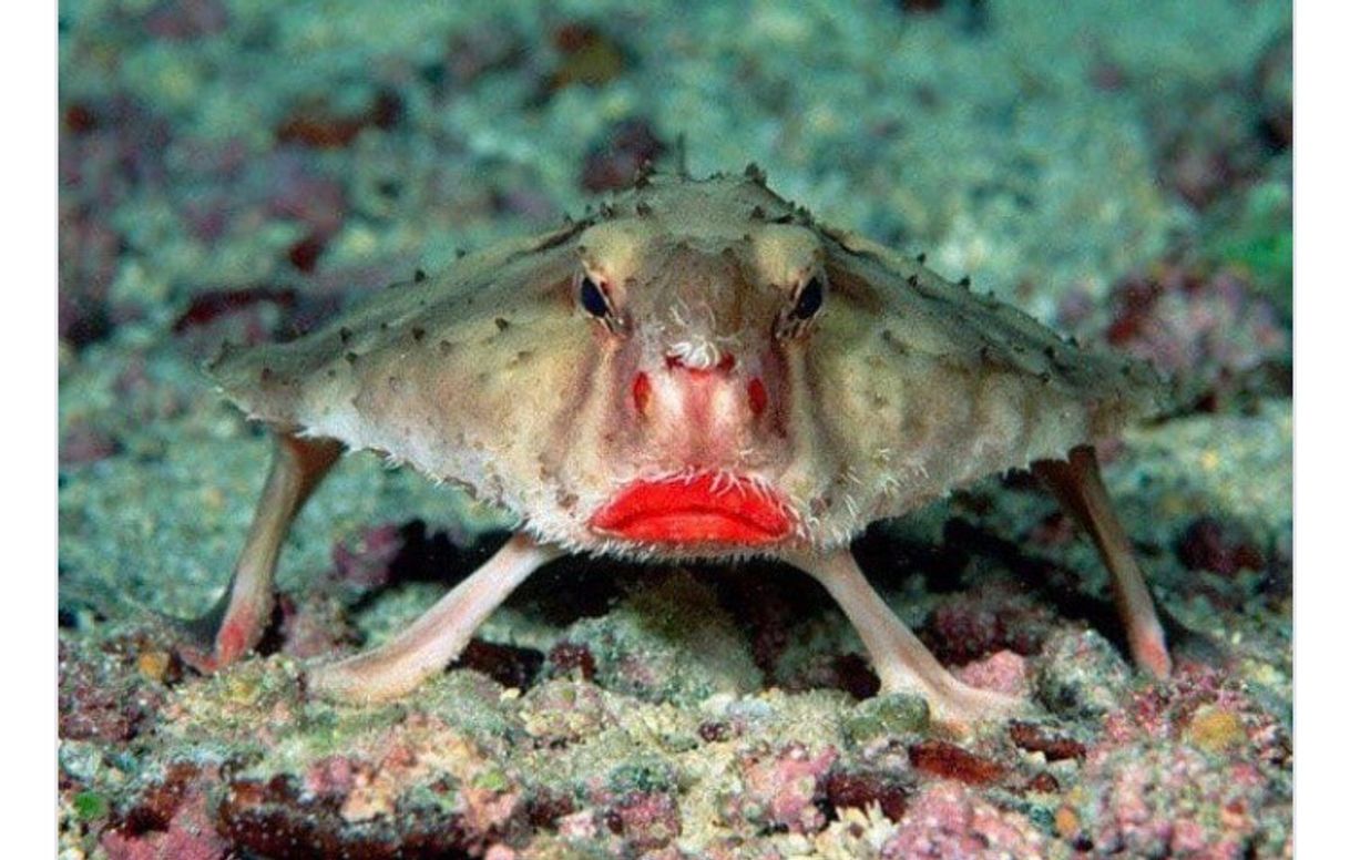 Social Peixe Morcego🦇 