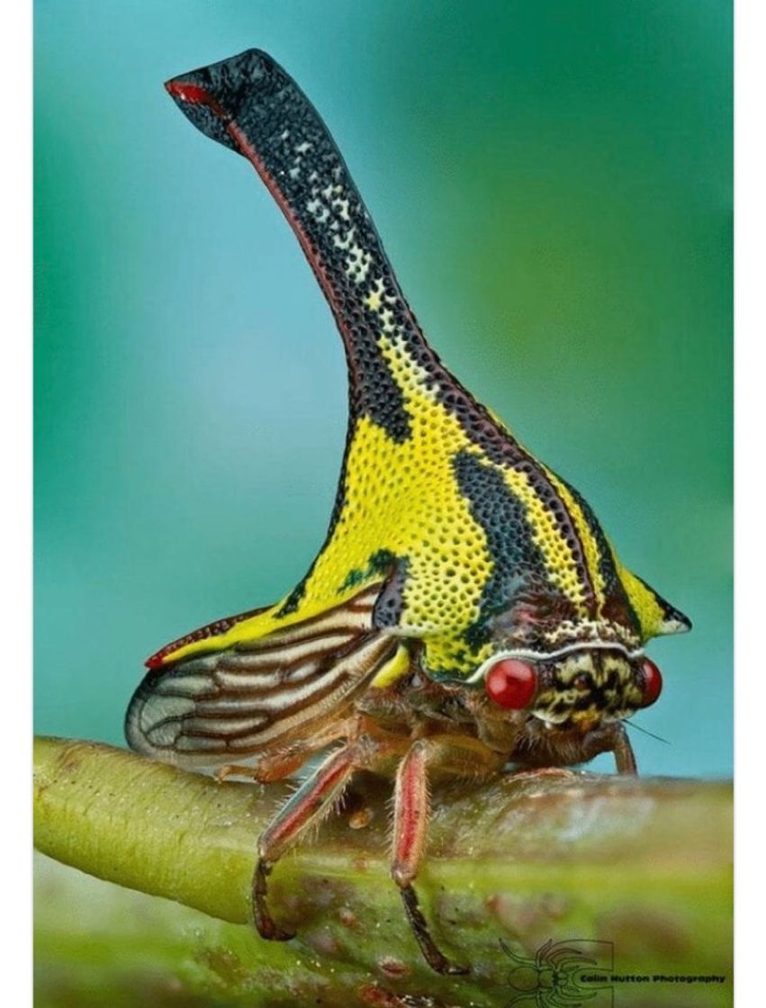 Fashion Umbonia Spinosa