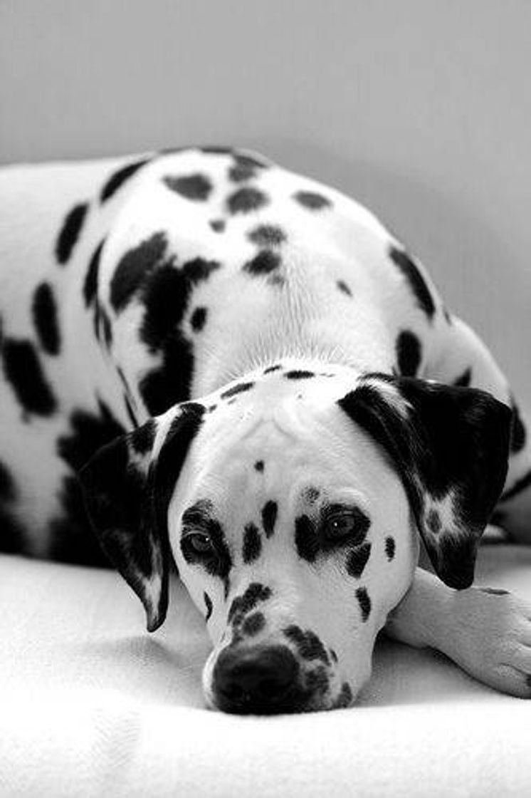 Fashion Dalmatian 🐶