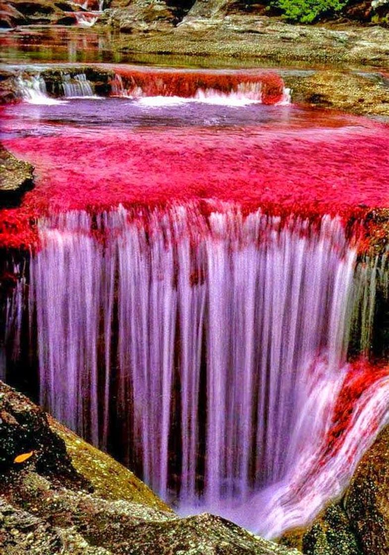 Place Caño Cristales, Colombia: una de las maravillas del mundo