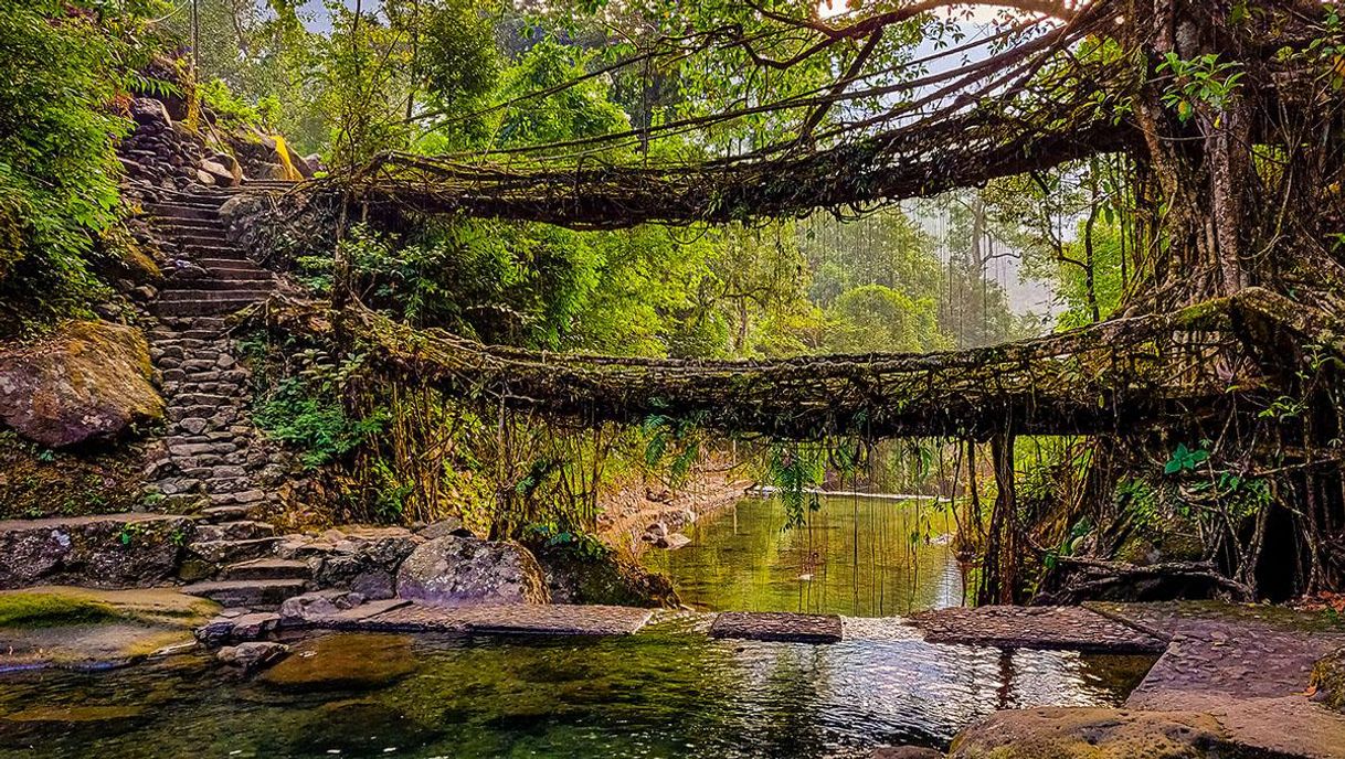 Place Puentes vivientes de Meghalaya, India: una de las maravillas del ...