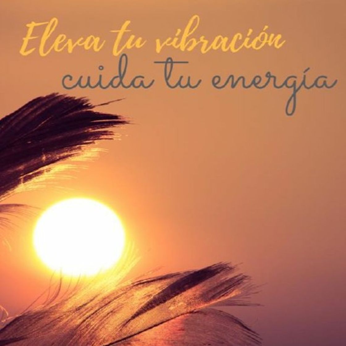 Social Eleva tu vibración 