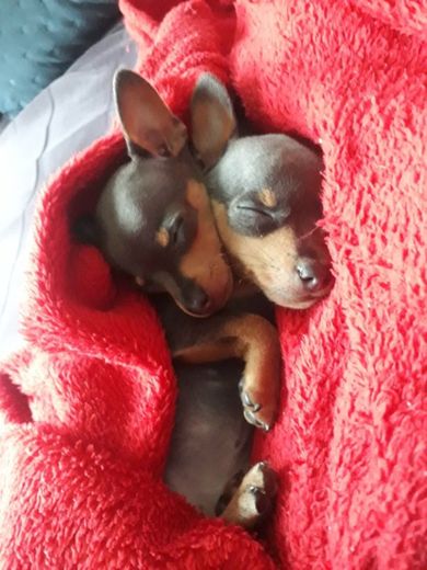 Baby’s dogs Pincher Bella e Loki 