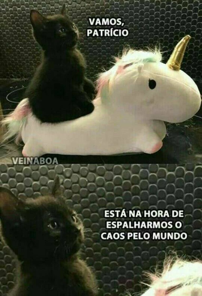 Moda Memes com animais