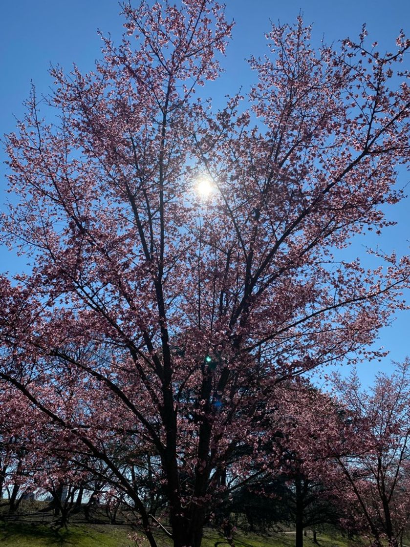 Lugar Central Park