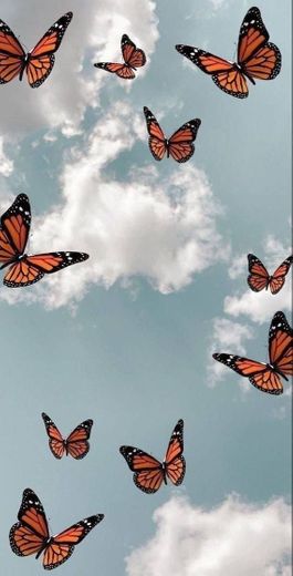 butterfly ✨