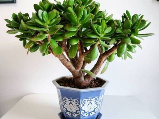 Suculenta Jade