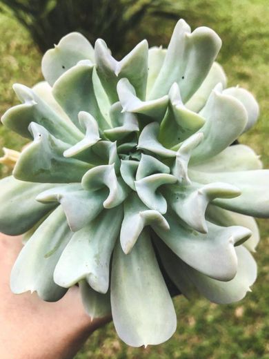 Echeveria Runyonni